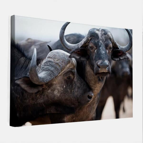 Afrikaanse-buffels-canvas-binnen.jpg