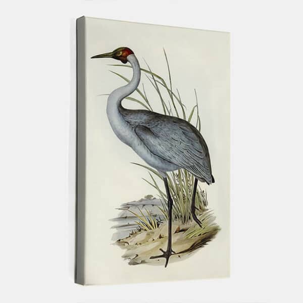 Australian-Crane-Elizabeth-Gould-canvas.jpg