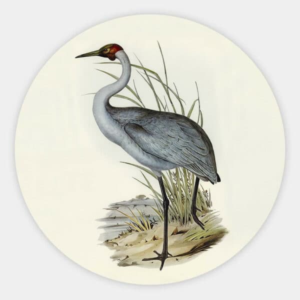 Australian-Crane-Elizabeth-Gould-muurcirkel.jpg