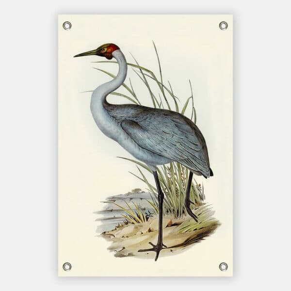 Australian-Crane-Elizabeth-Gould-tuindoek.jpg