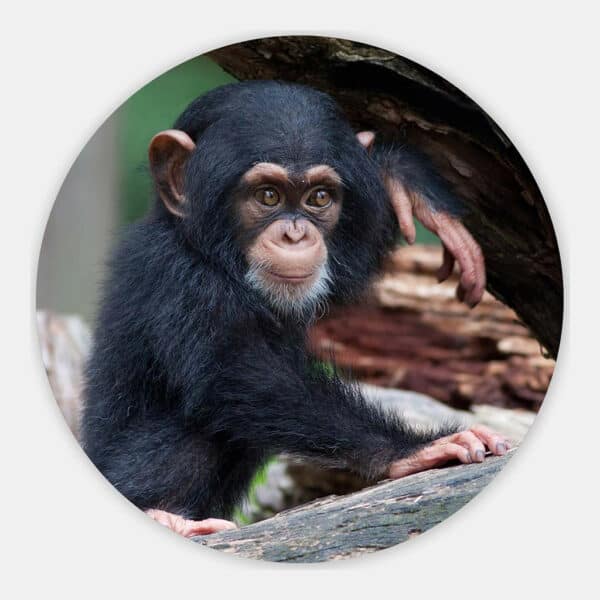 Baby-Chimp-muurcirkel.jpg