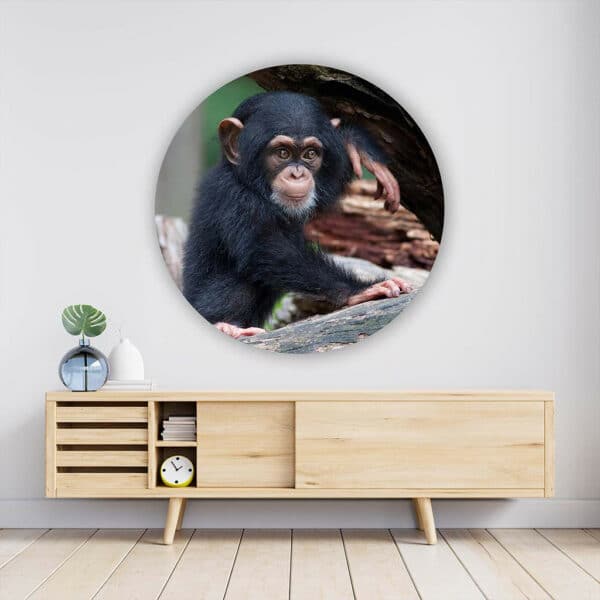 Baby-Chimp-muurcirkel-sfeer.jpg