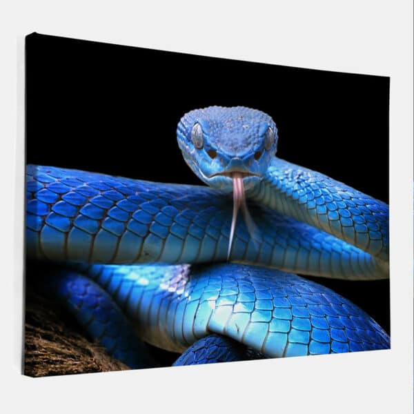 Blauwe-Adder-canvas.jpg