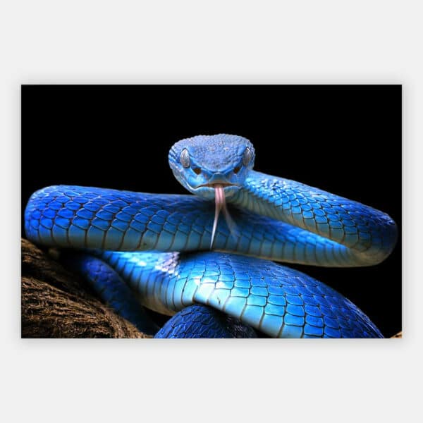 Blauwe-Adder-wandpaneel.jpg