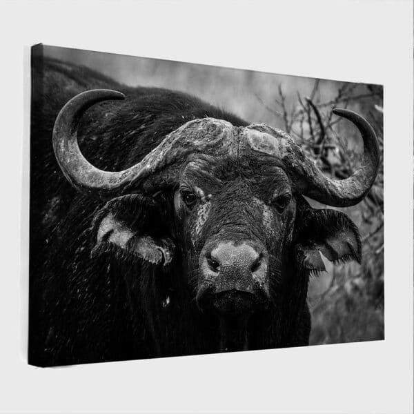 Buffel-canvas-binnen.jpg