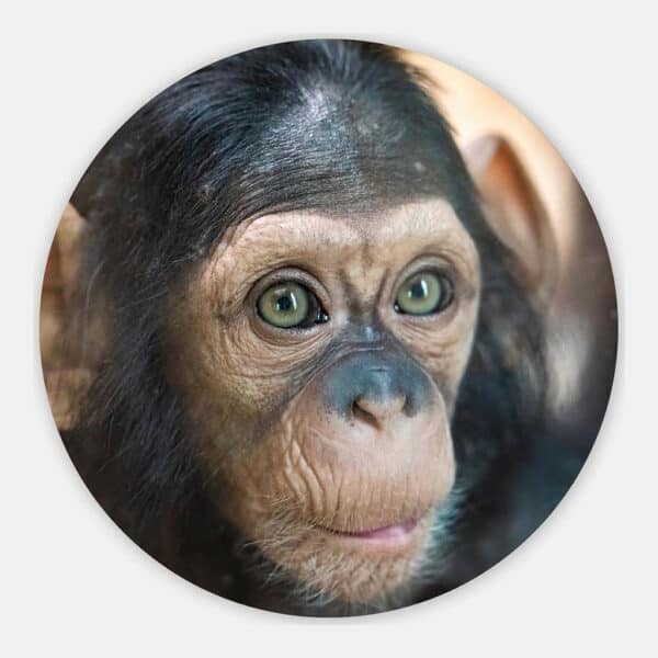 Chimpansee-muurcirkel.jpg