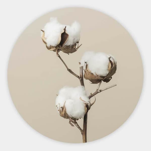 Cotton-branch-V-muurcirkel.jpg