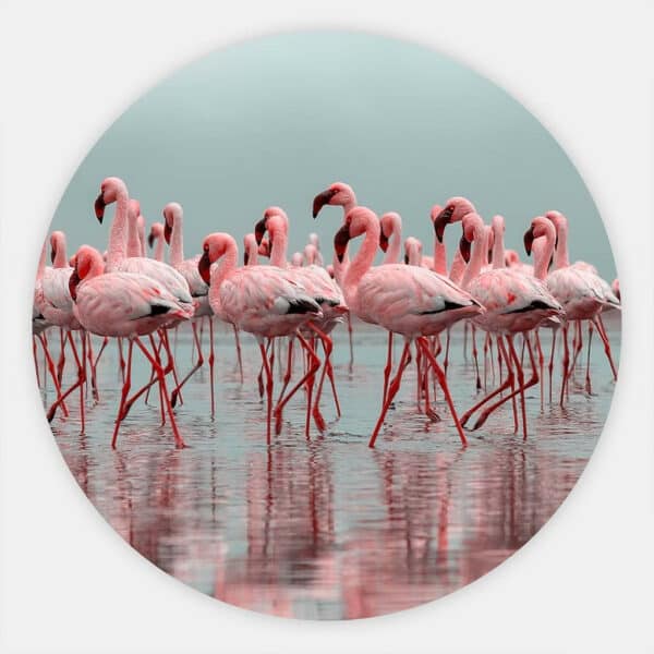 Flamingos-muurcirkel.jpg