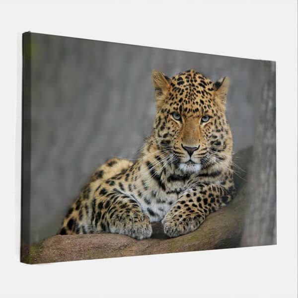 Gevlekte-panter-canvas-binnen.jpg