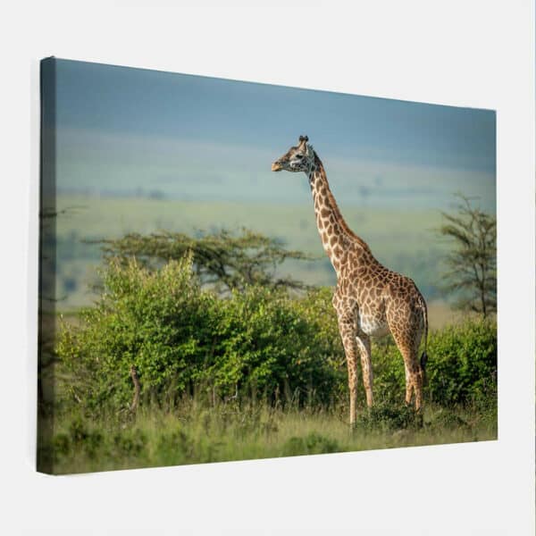 Giraffe-alleen-canvas-binnen.jpg