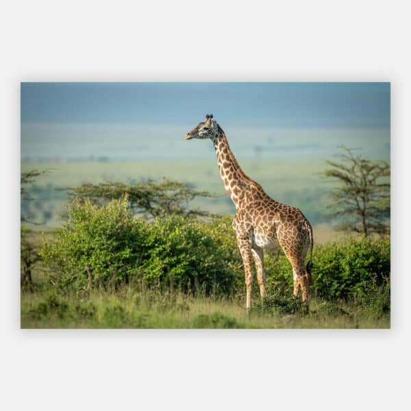 Giraffe-alleen-wandpaneel.jpg