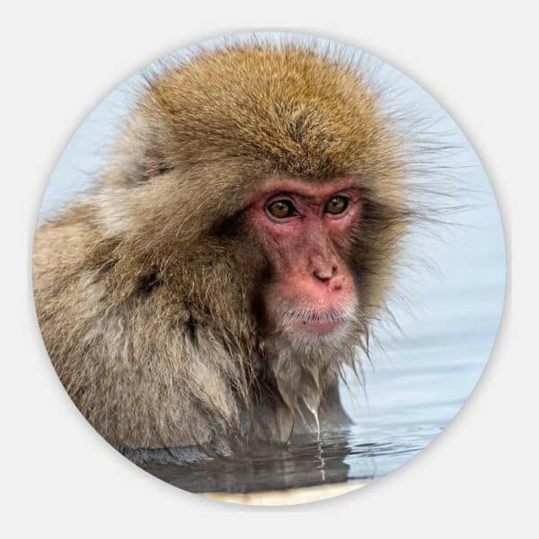Japanse-Makaak-water-muurcirkel.jpg