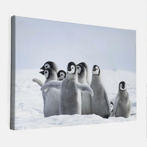 Keizer-Pinguins-2-canvas-binnen.jpg