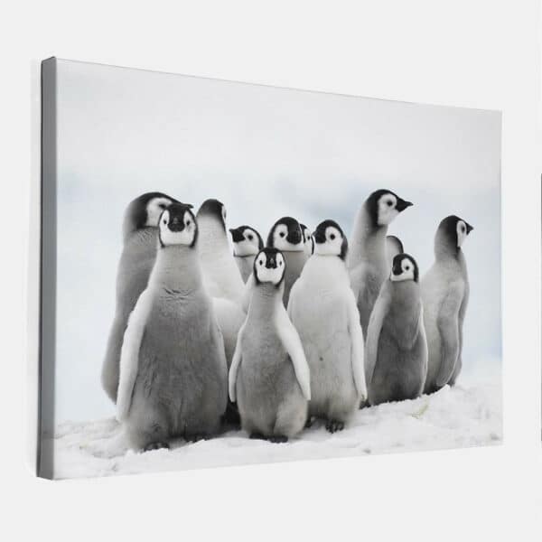 Keizer-Pinguins-canvas-binnen.jpg