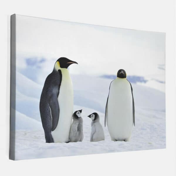 Keizer-Pinguins-met-baby-canvas-binnen.jpg