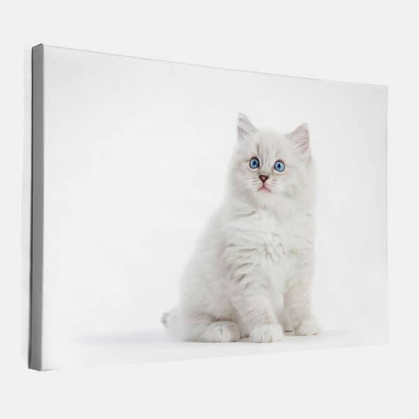 Kitten-met-blauwe-ogen-canvas-binnen.jpg