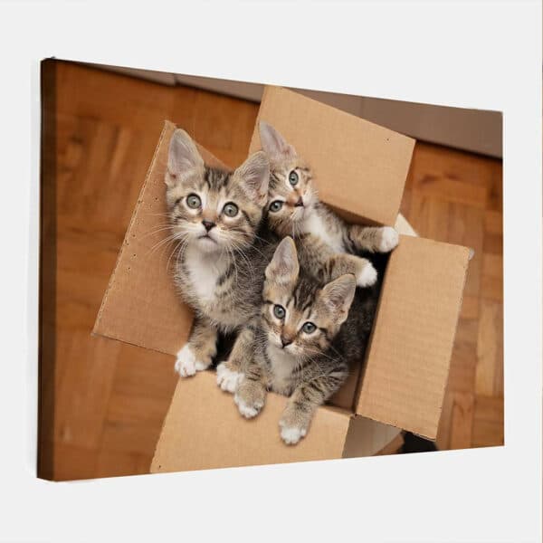 Kittens-in-doos-canvas-binnen.jpg