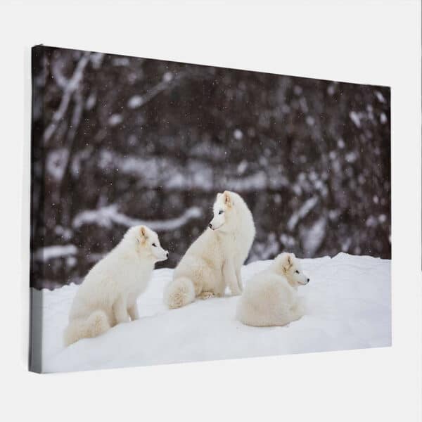 Kleine-sneeuwvosjes-in-Canada-canvas-binnen.jpg