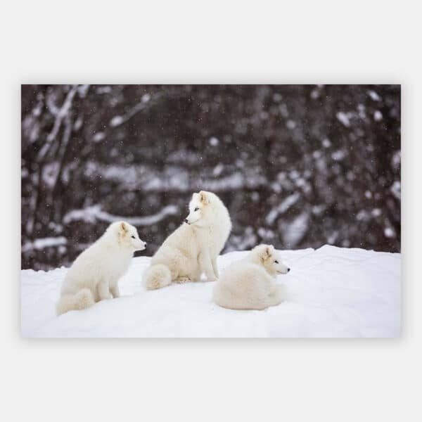 Kleine-sneeuwvosjes-in-Canada-wandpaneel.jpg