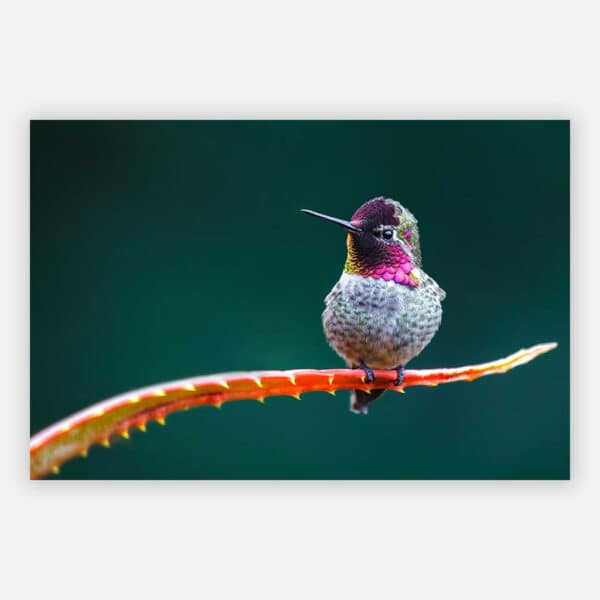 Kolibri-op-cactus-wandpaneel.jpg