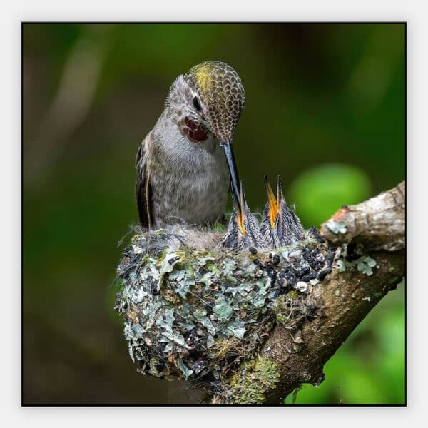 Kolibri-voert-kleintjes-akoestisch-paneel.jpg