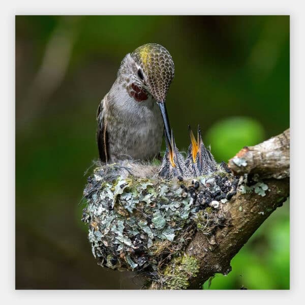 Kolibri-voert-kleintjes-wandpaneel.jpg