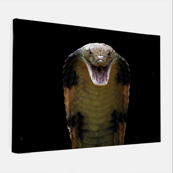 Konings-Cobra-canvas-binnen.jpg