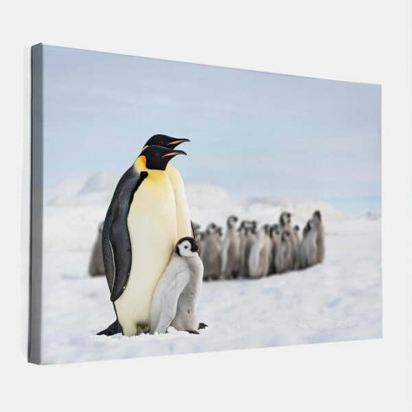 Konings-Pinguins-met-baby-canvas-binnen.jpg