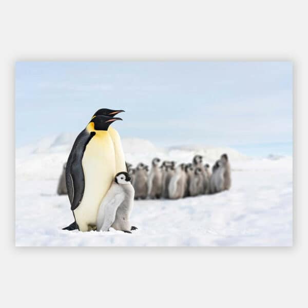 Konings-Pinguins-met-baby-wandpaneel.jpg