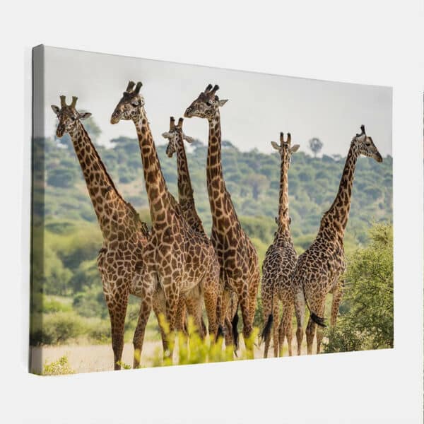 Kudde-Giraffen-canvas-binnen.jpg