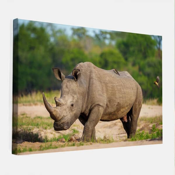 Neushoorn-2-canvas-binnen.jpg