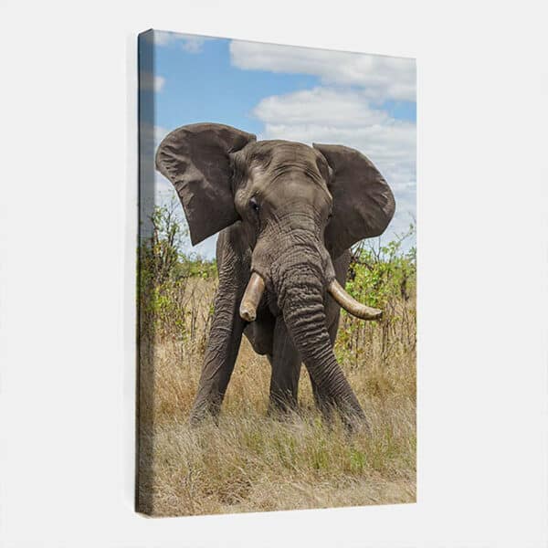 Olifant-canvas-binnen.jpg