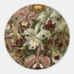 Orchidea-Ernst-Haeckel-muurcirkel.jpg