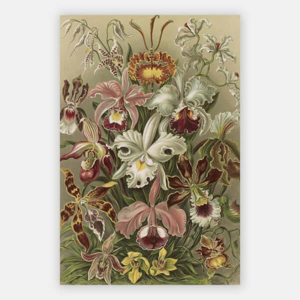 Orchidea-Ernst-Haeckel-wandpaneel.jpg