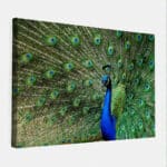 Pauw-canvas-binnen.jpg