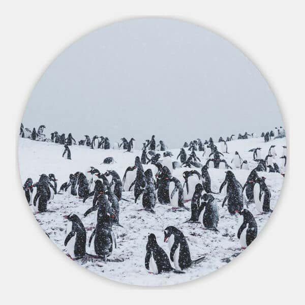 Pinguins-in-sneeuwstorm-muurcirkel.jpg