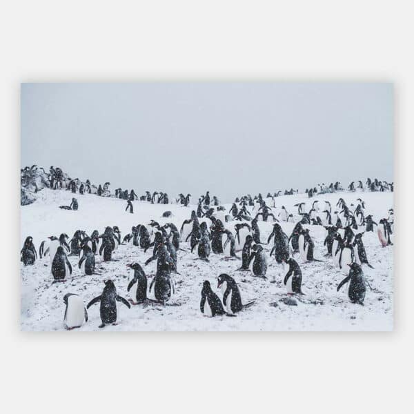 Pinguins-in-sneeuwstorm-wandpaneel.jpg