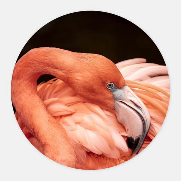 Poetsende-Flamingo-muurcirkel.jpg