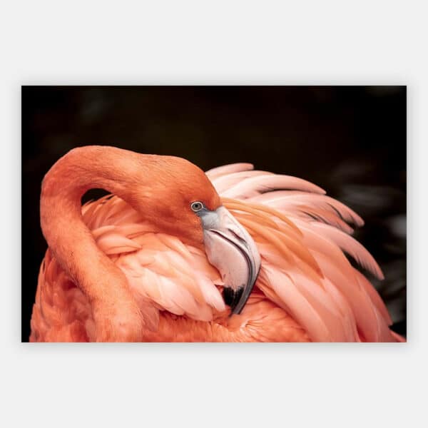 Poetsende-Flamingo-wandpaneel.jpg