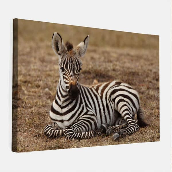 Rustende-Zebra-baby-canvas-binnen.jpg