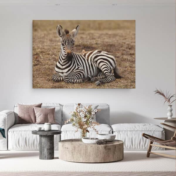 Rustende-Zebra-baby-canvas-binnen-sfeer.jpg