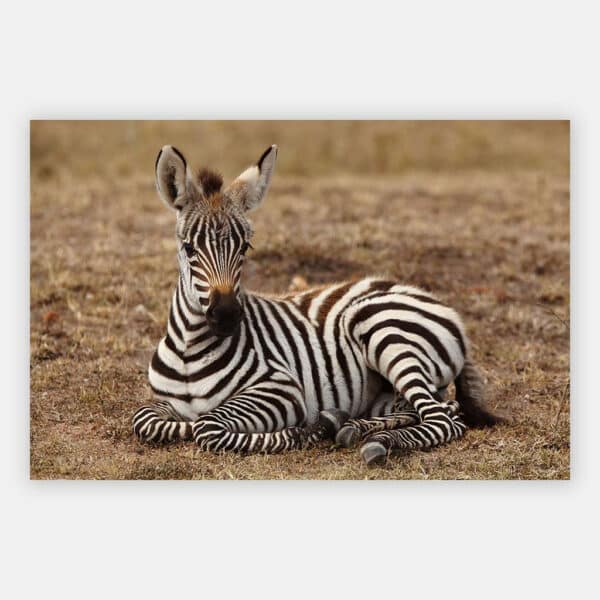 Rustende-Zebra-baby-wandpaneel.jpg