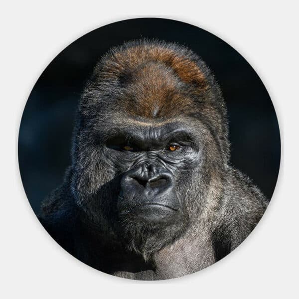 Westelijke-Laagland-Gorilla-muurcirkel.jpg