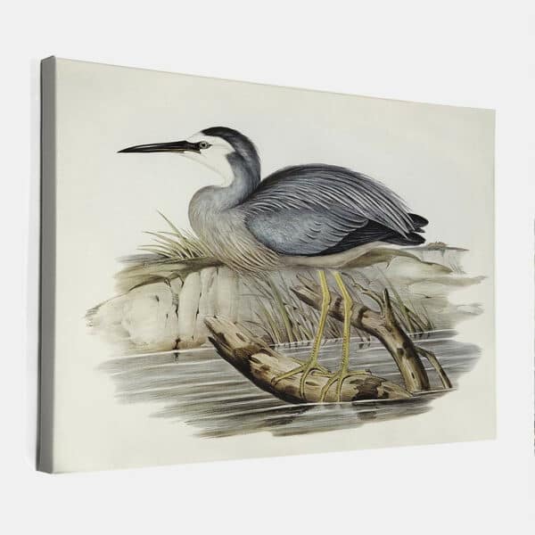 White-fronted-Heron-Elizabeth-Gould-canvas.jpg