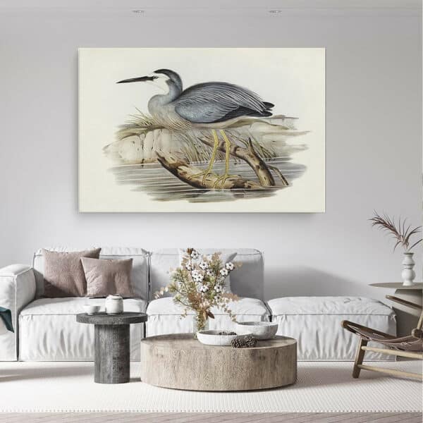 White-fronted-Heron-Elizabeth-Gould-canvas-sfeer.jpg