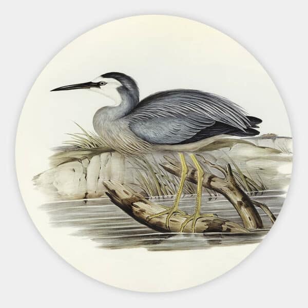 White-fronted-Heron-Elizabeth-Gould-muurcirkel.jpg