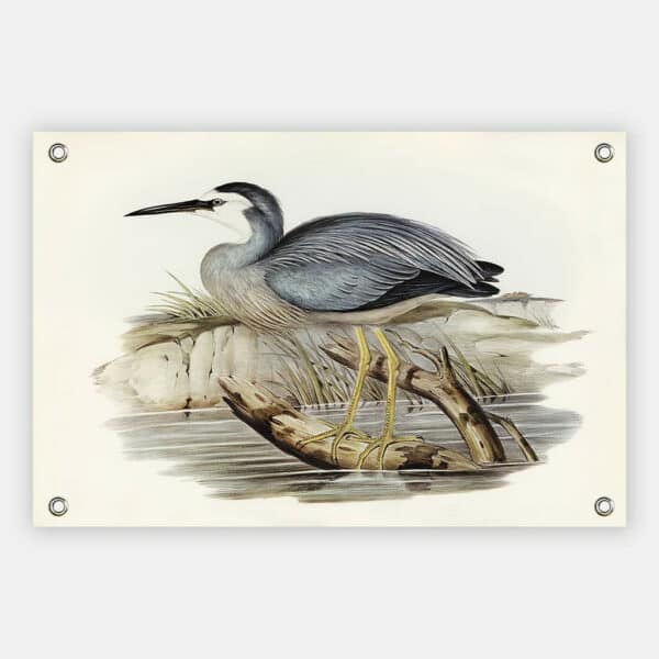 White-fronted-Heron-Elizabeth-Gould-tuindoek.jpg