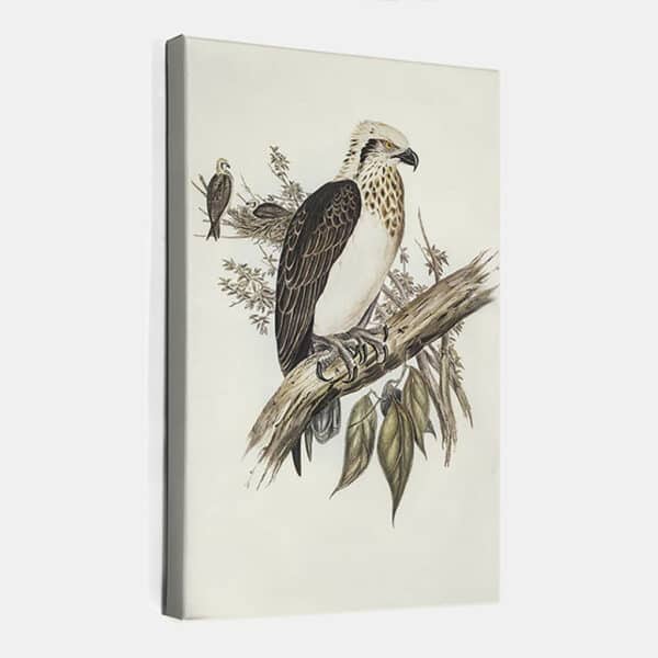 White-headed-Osprey-(Pandion-leucocephalus)-Elizabeth-Gould-canvas.jpg