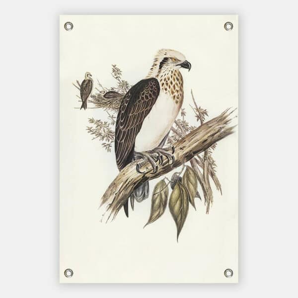 White-headed-Osprey-(Pandion-leucocephalus)-Elizabeth-Gould-tuindoek.jpg