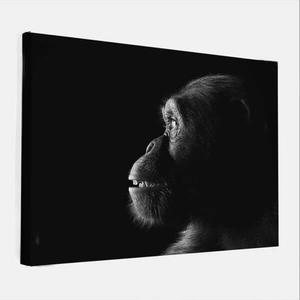 chimpansee-close-up-zwart-wit-canvas.jpg